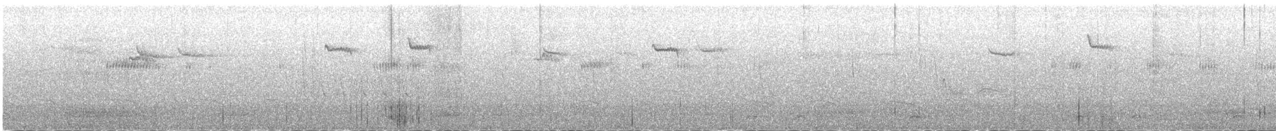Broad-tailed Hummingbird - ML519916211