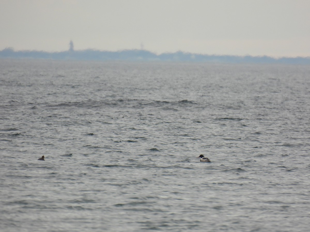 Red-breasted Merganser - ML519916221