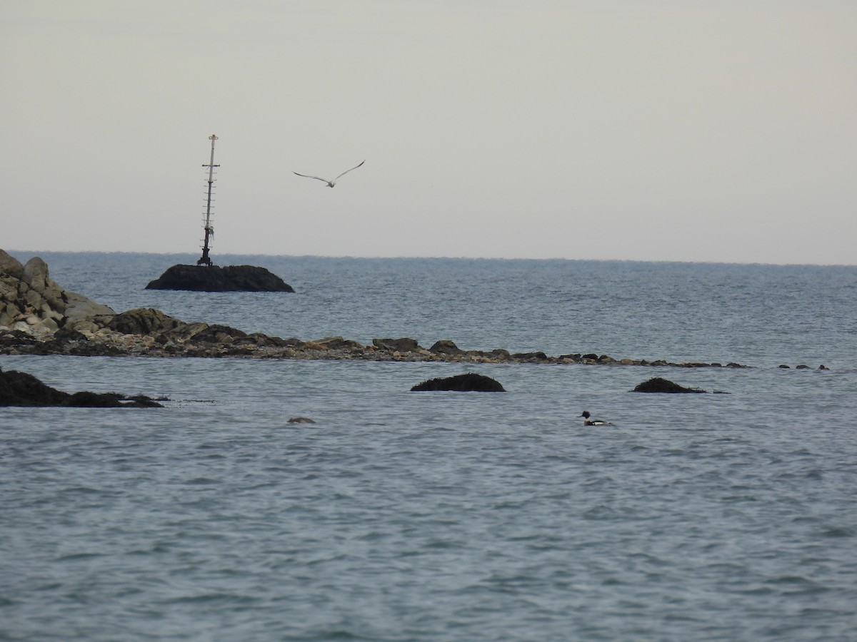 Red-breasted Merganser - ML519916531