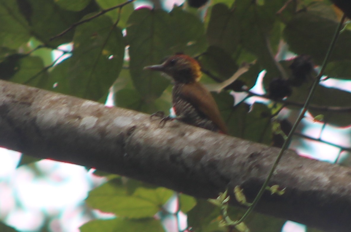 Red-rumped Woodpecker - ML519916681