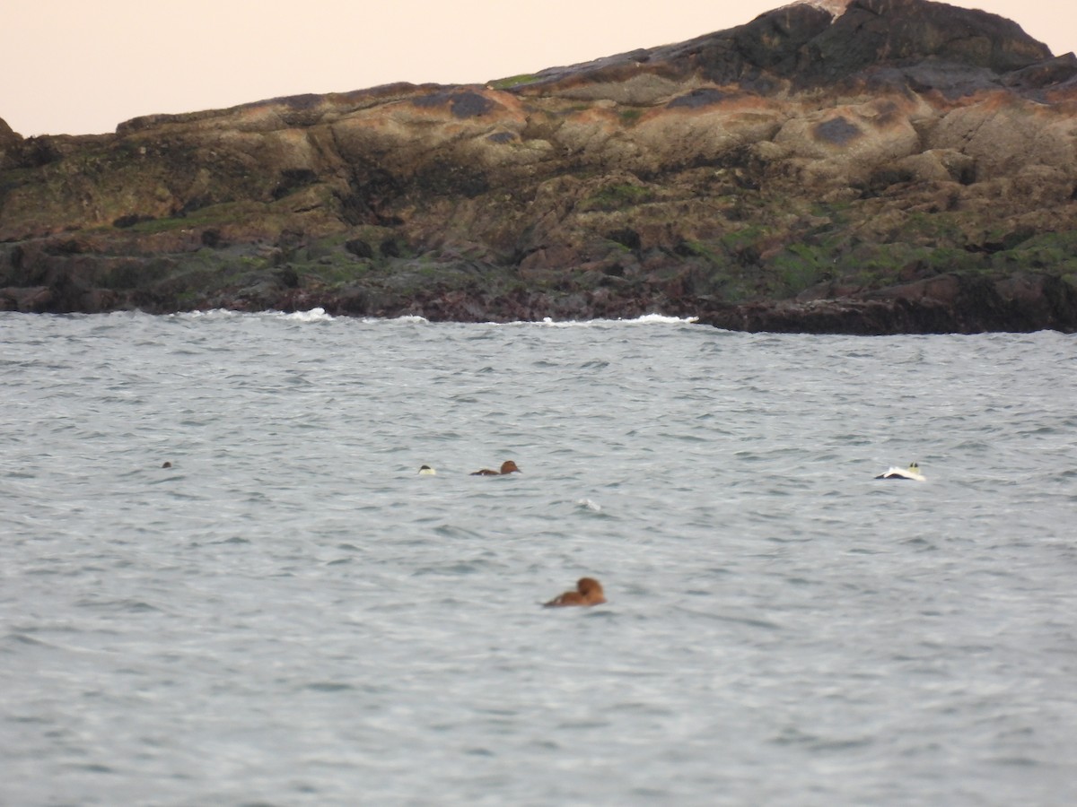 Common Eider - ML519916901