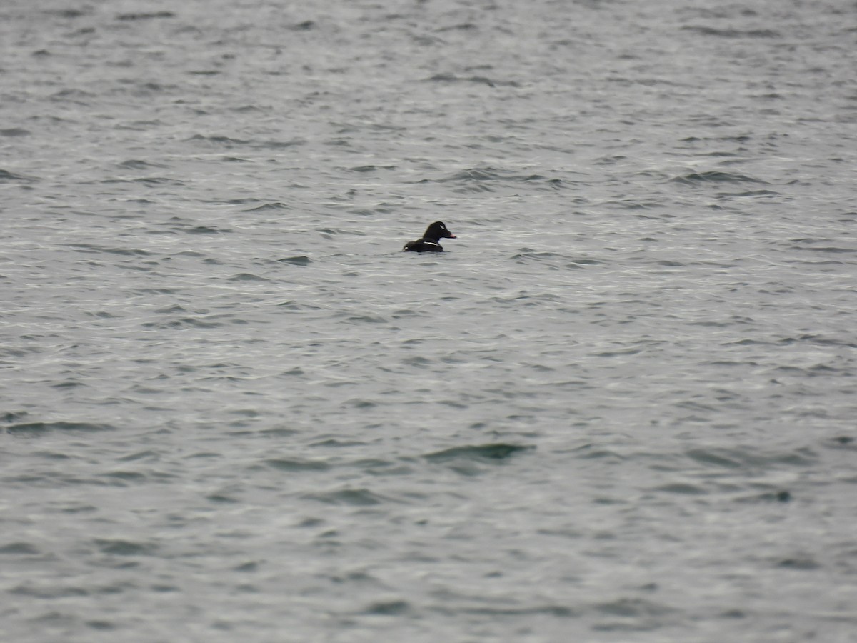 White-winged Scoter - ML519917021