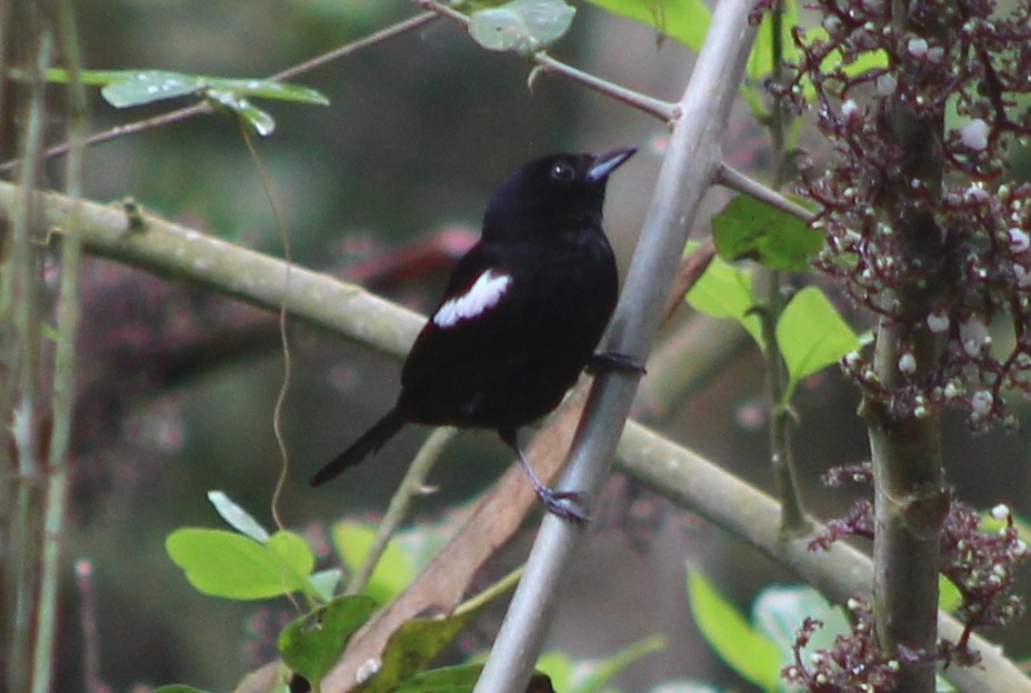 White-shouldered Tanager - ML519917351