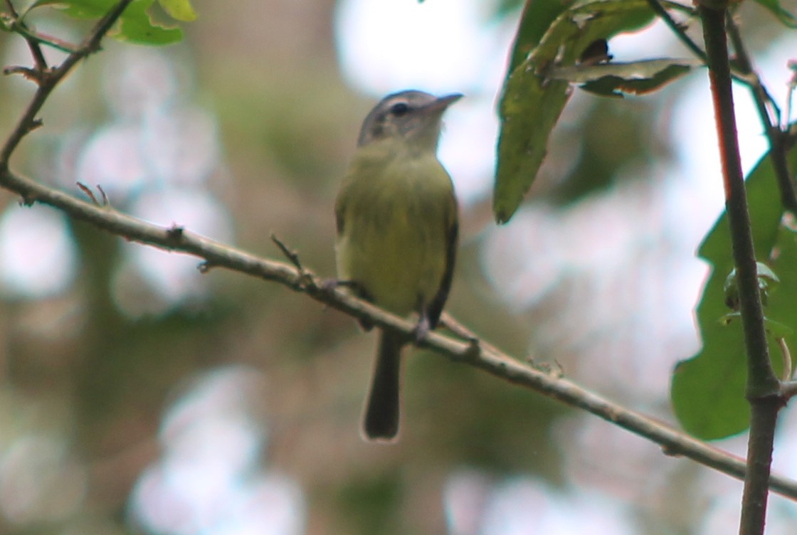 Slaty-capped Flycatcher - David Weaver