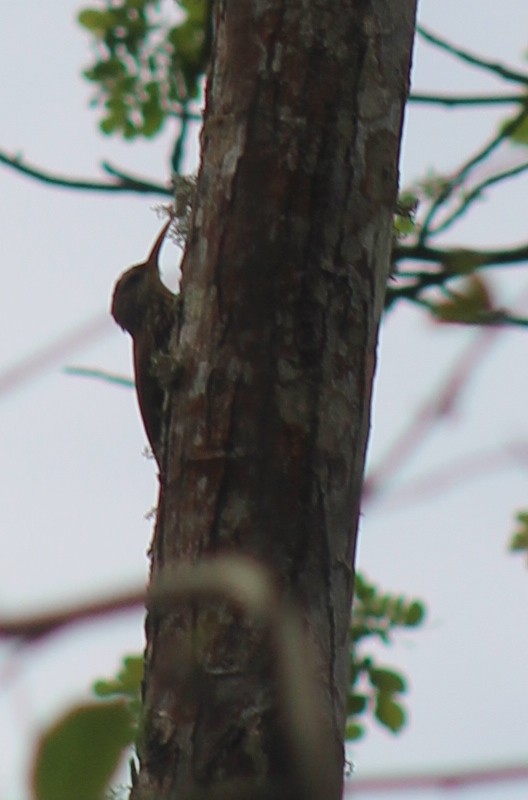 Streak-headed Woodcreeper - ML519917971