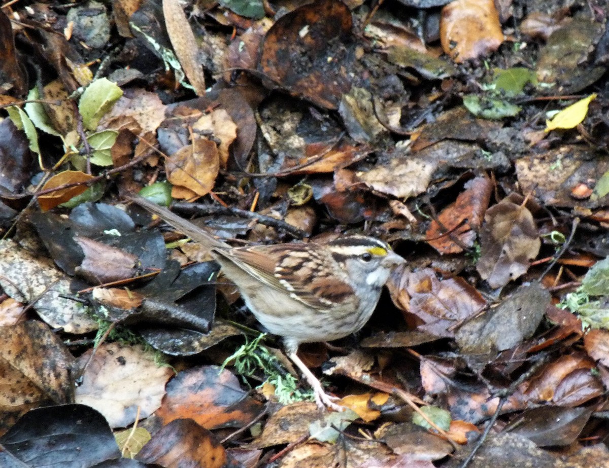 White-throated Sparrow - ML519918031
