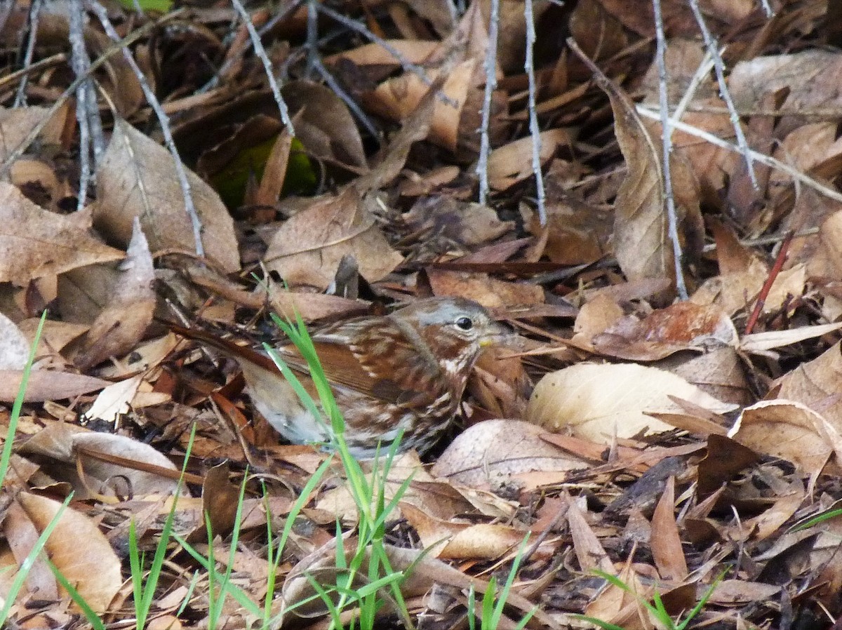 Fox Sparrow (Red) - ML519918261