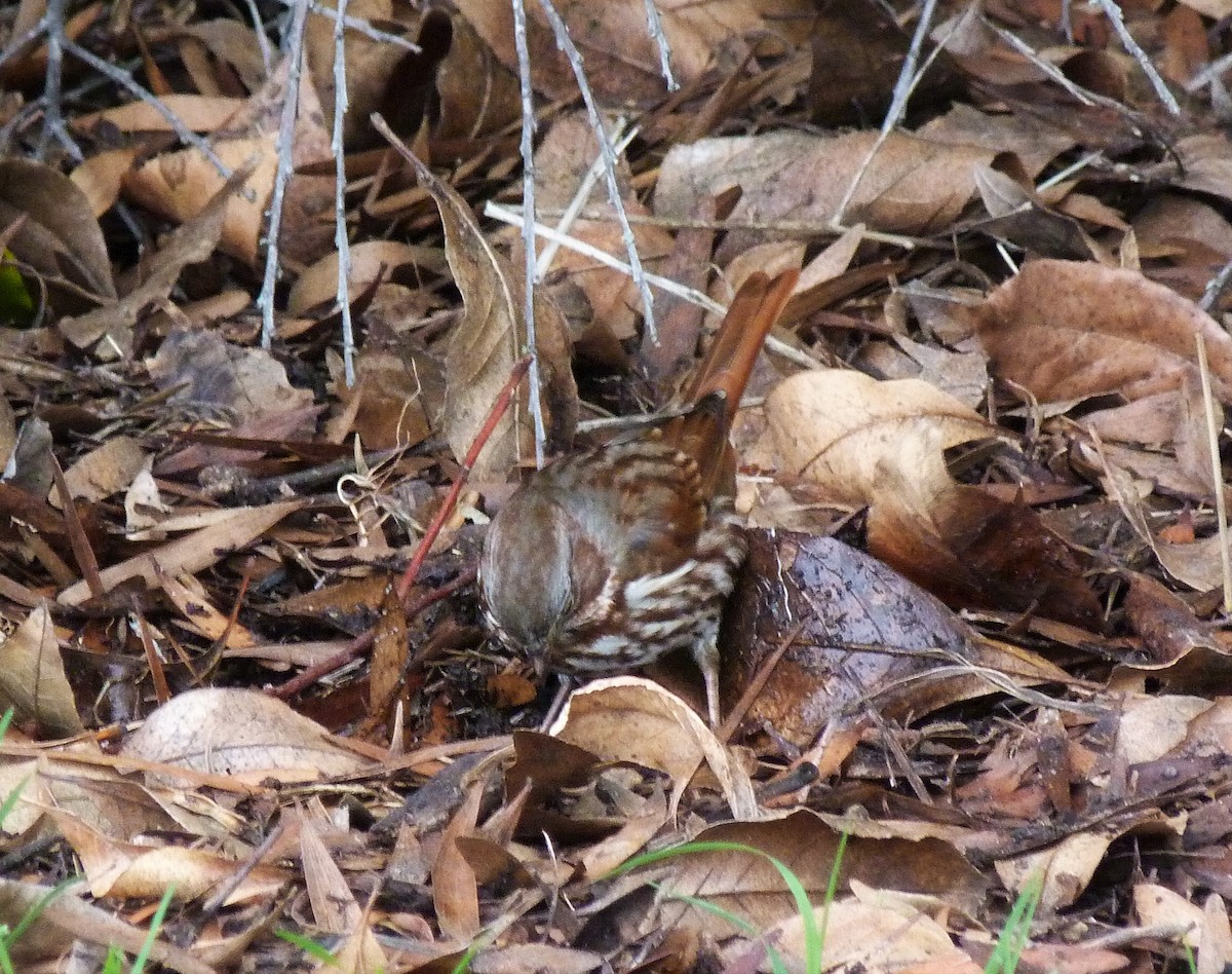 Fox Sparrow (Red) - ML519918281