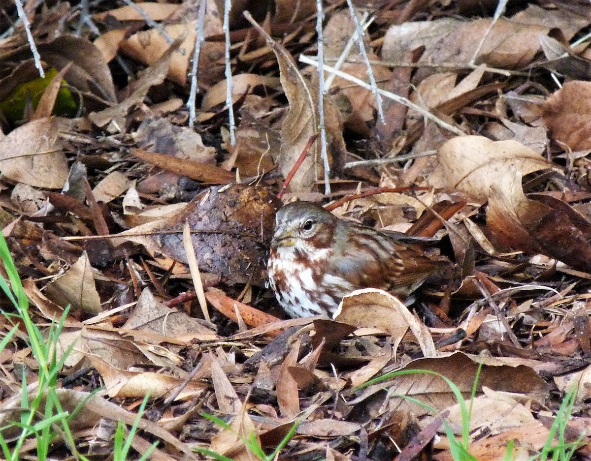 Fox Sparrow (Red) - ML519918291
