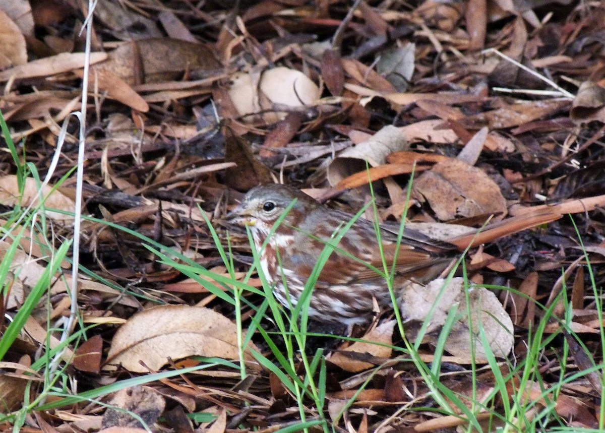 Fox Sparrow (Red) - ML519918301