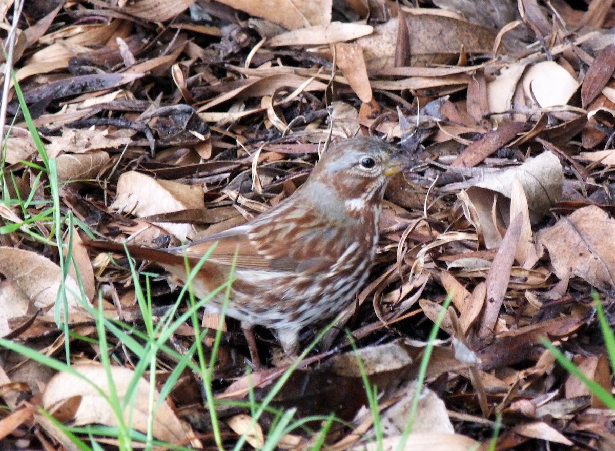 Fox Sparrow (Red) - ML519918311