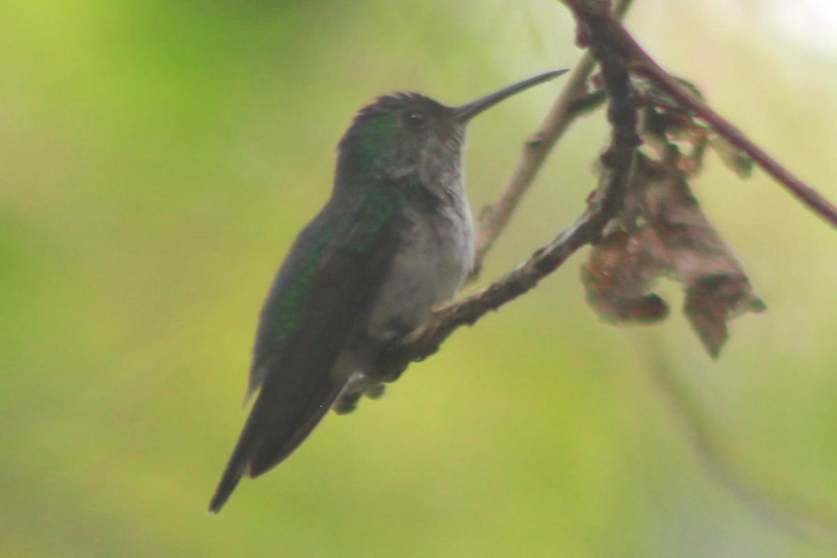 Violet-bellied Hummingbird - ML519918911