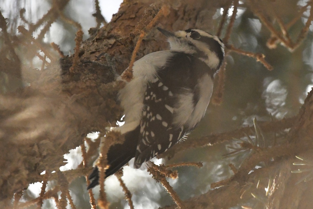 Downy Woodpecker - ML519918971
