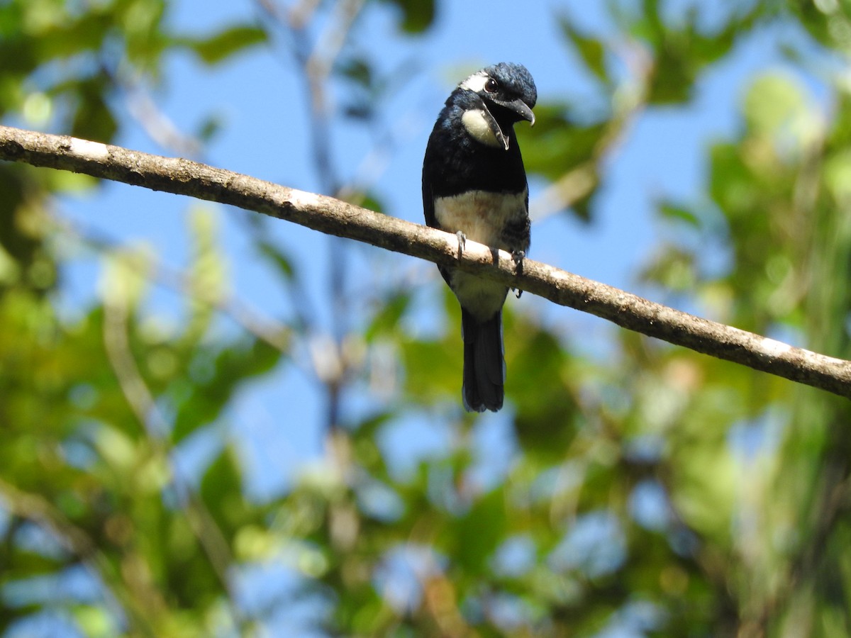 Black-breasted Puffbird - ML519919301