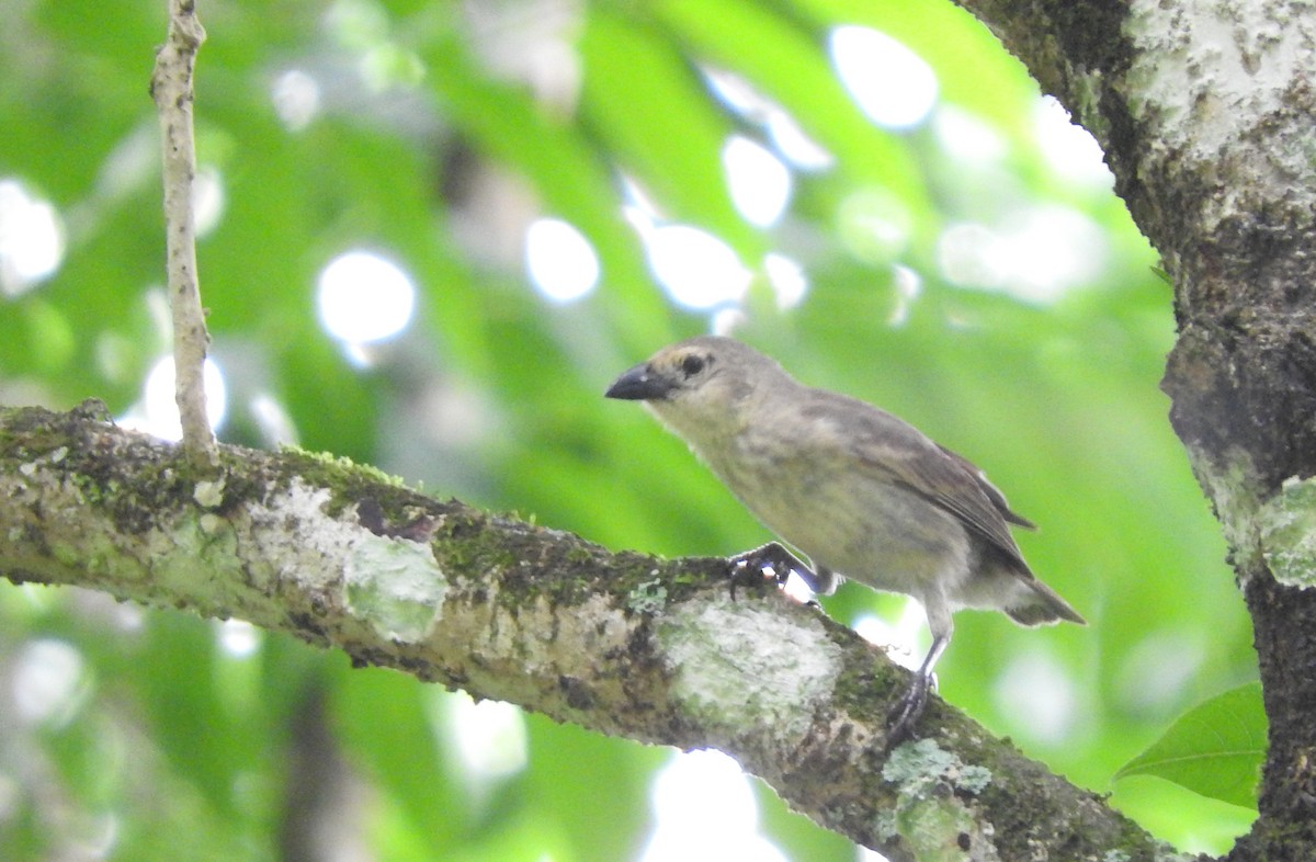 Woodpecker Finch - ML51991961