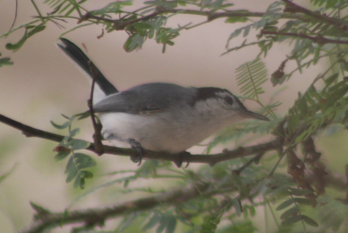 White-browed Gnatcatcher - ML519919651