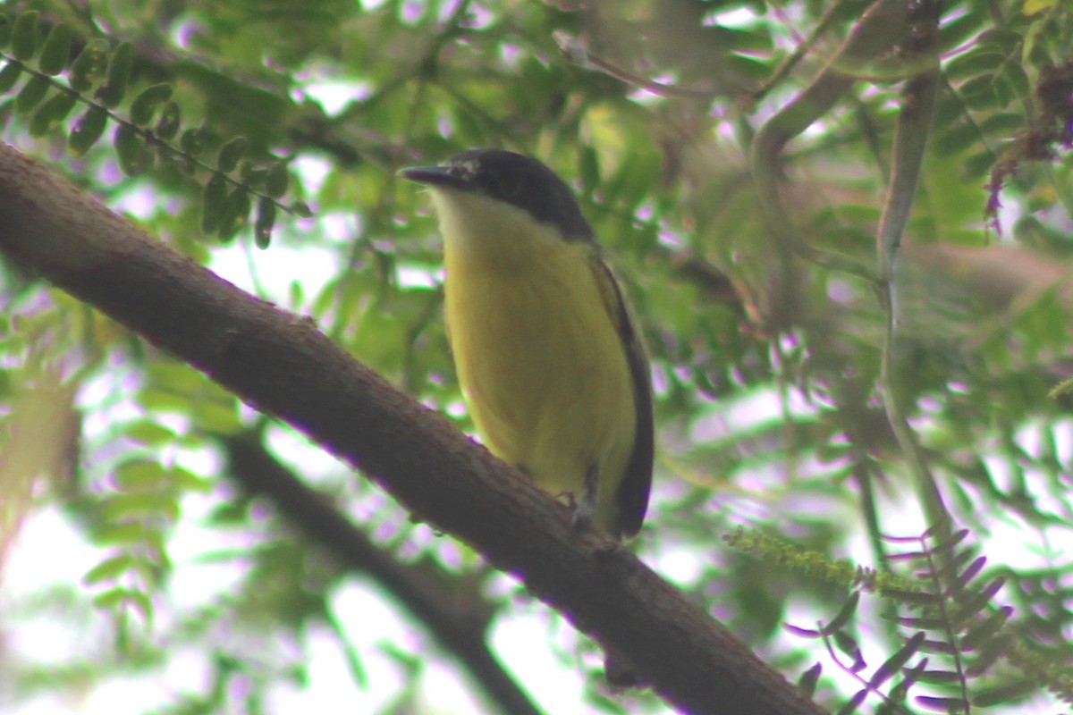 Common Tody-Flycatcher - ML519920091