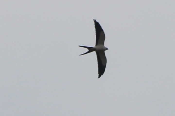 Swallow-tailed Kite - ML519920431