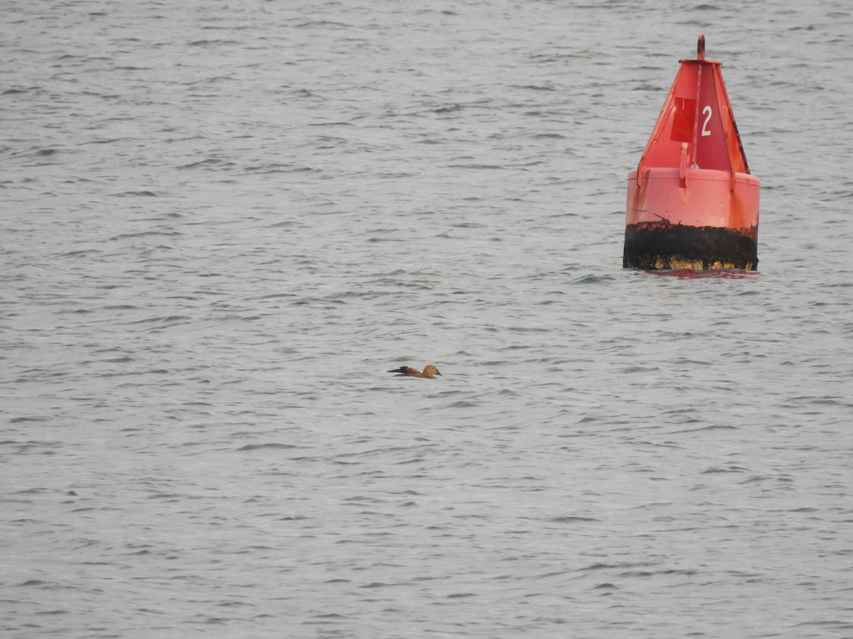 King Eider - ML519921341