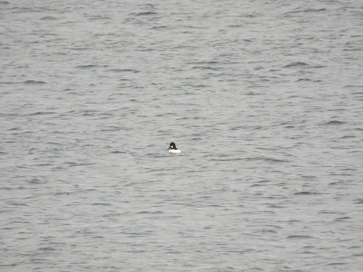 Common Goldeneye - ML519921391