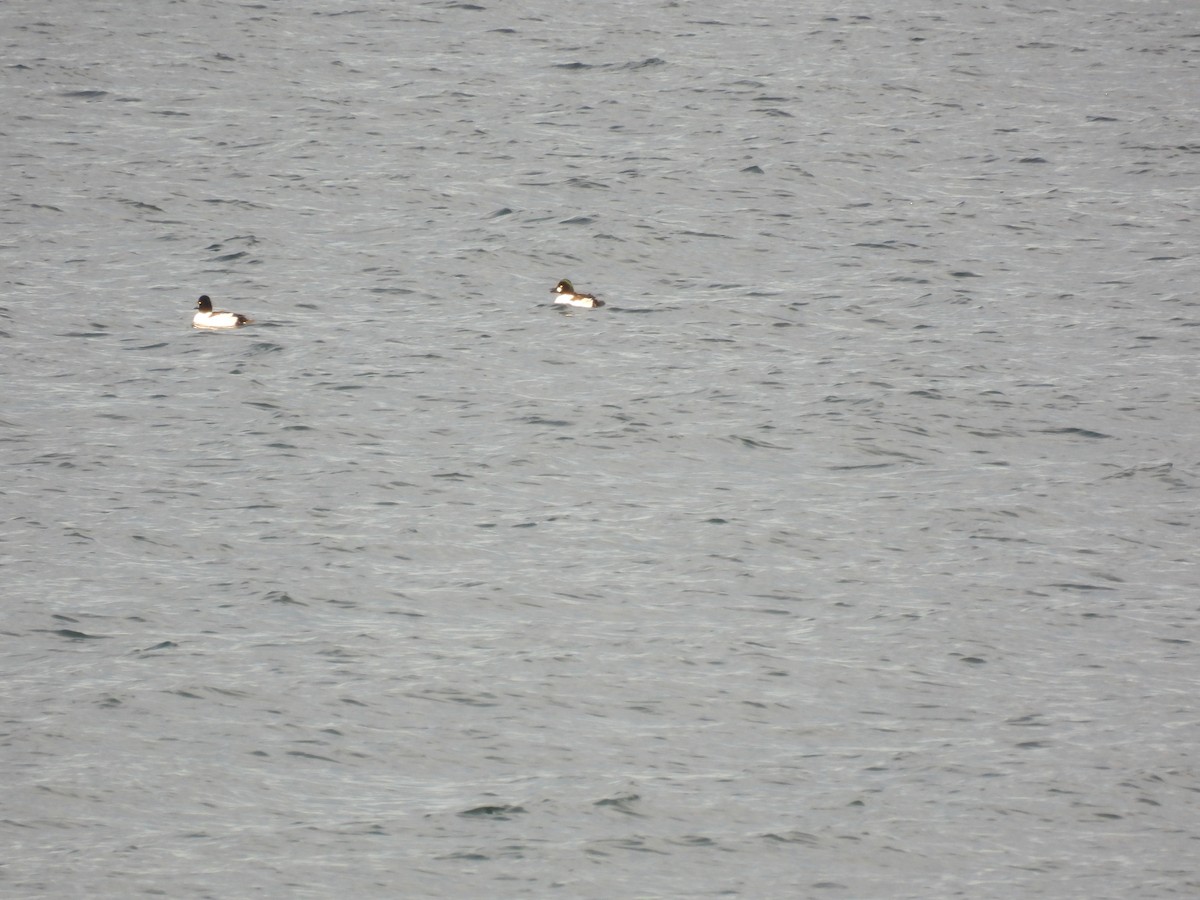 Common Goldeneye - ML519921941