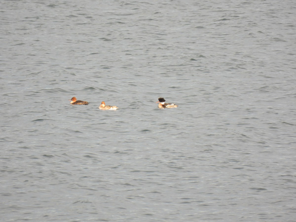 Red-breasted Merganser - ML519922211
