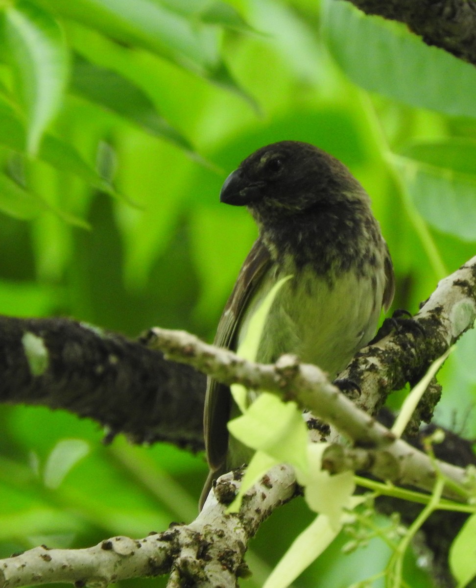 Large Tree-Finch - ML51992271