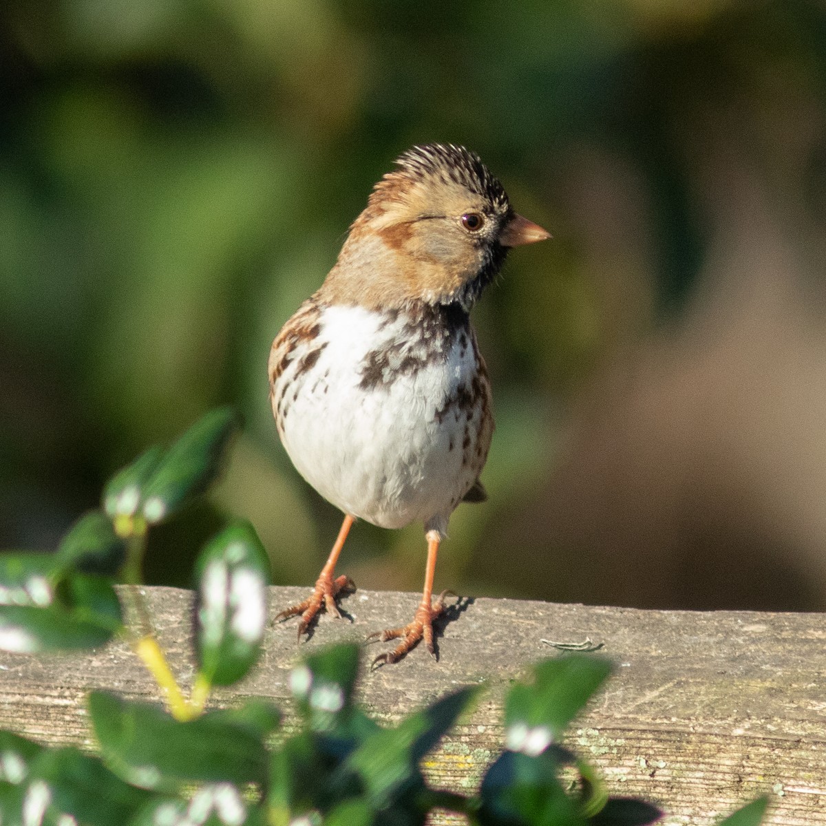 Harris's Sparrow - Jim Ferrari