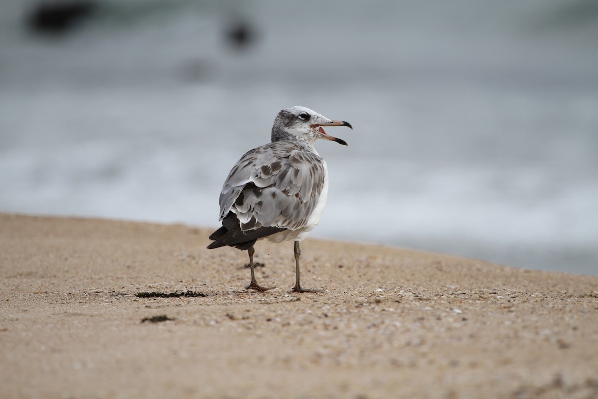 Pallas's Gull - ML519925911