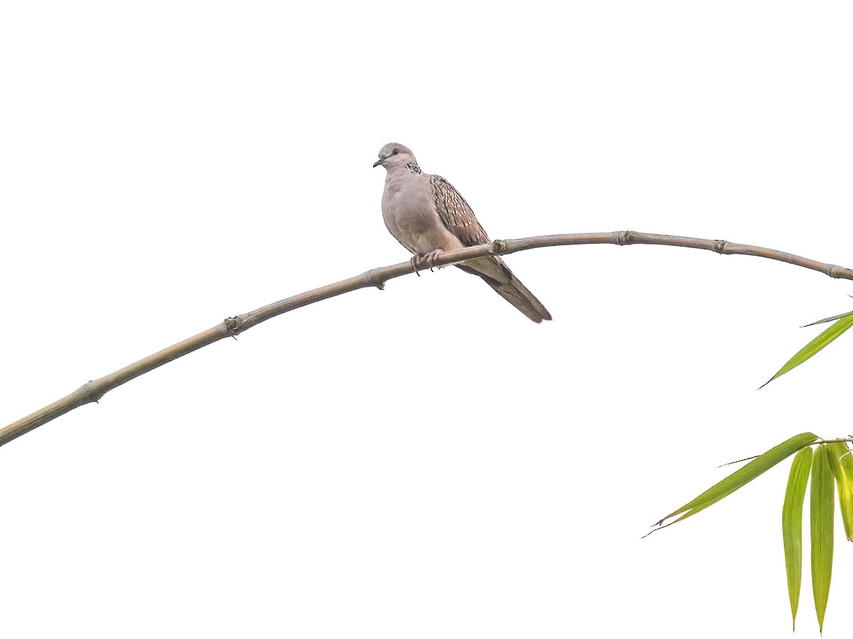 Spotted Dove - ML519926471