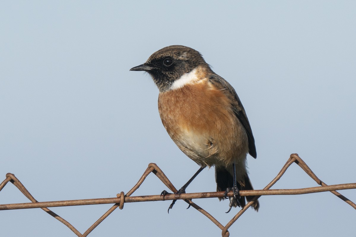 European Stonechat - ML519926771