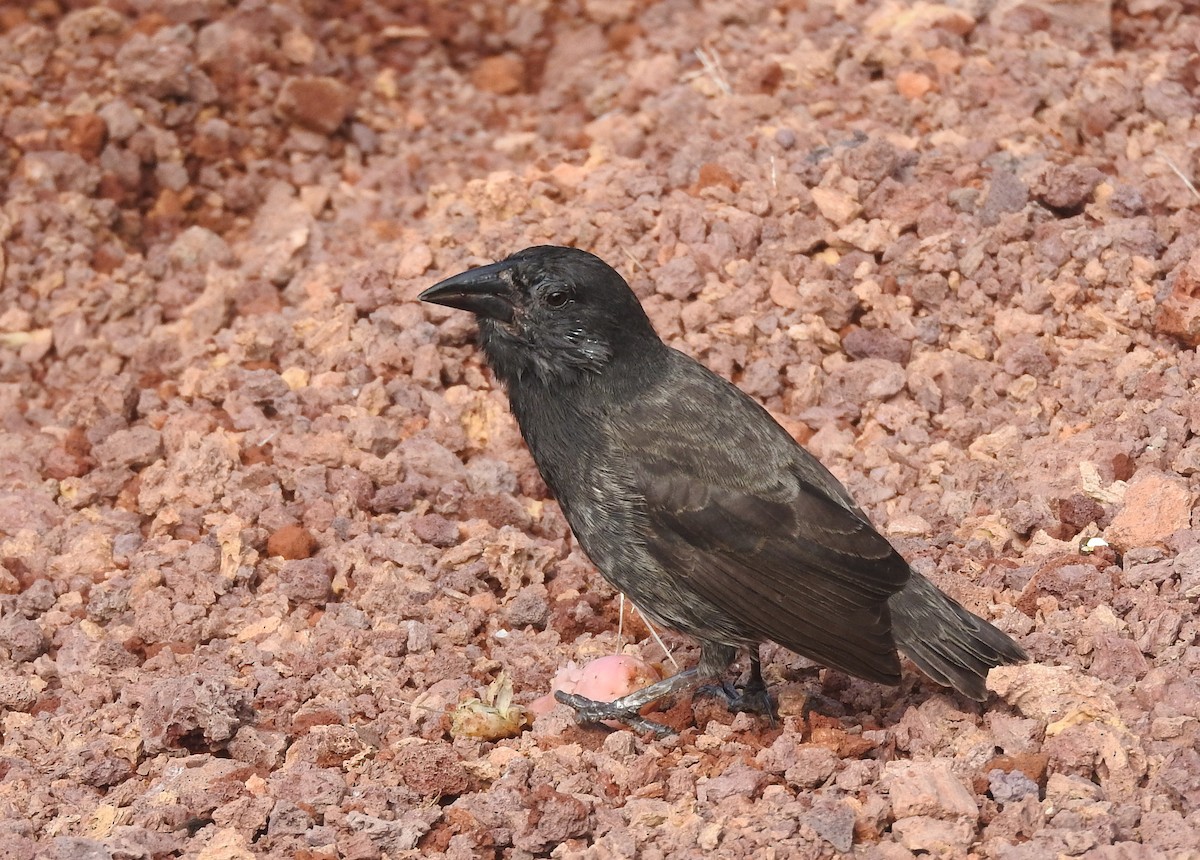 Common Cactus-Finch - Cole Gaerber
