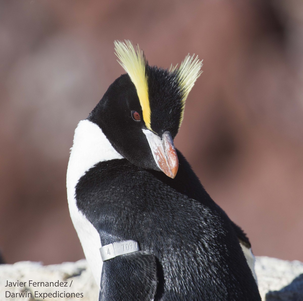 Erect-crested Penguin - ML51992831