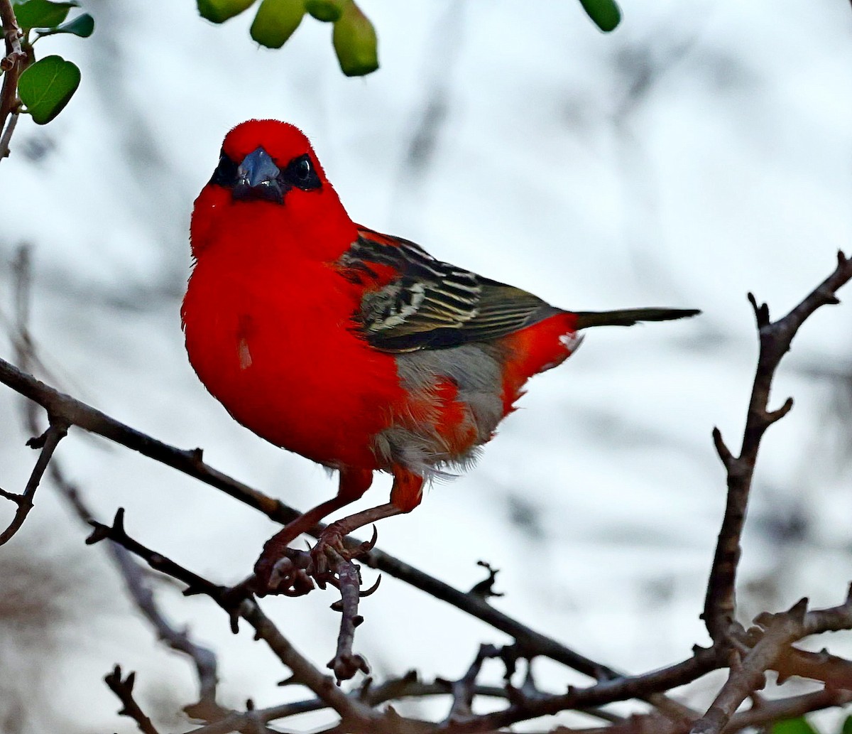 Red Fody - ML519928331