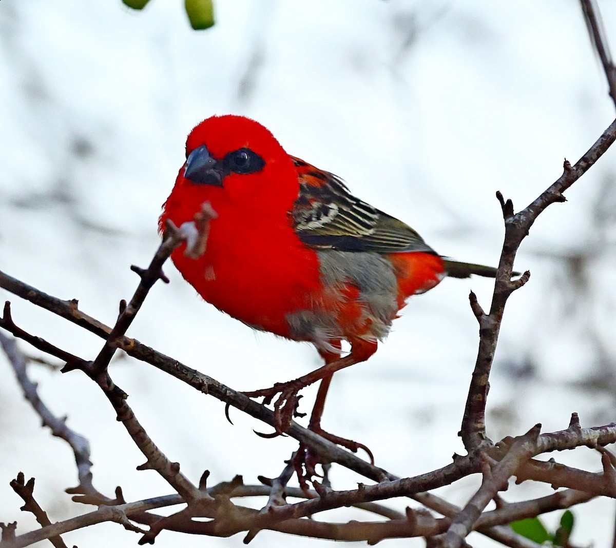 Red Fody - ML519928341