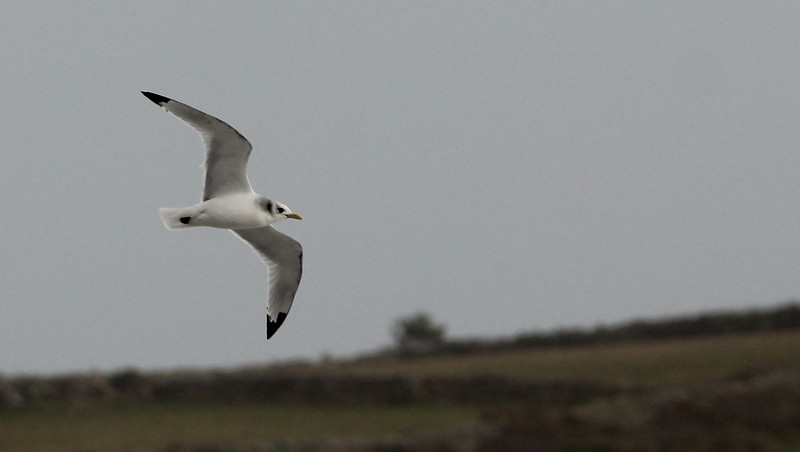 Gaviota Tridáctila - ML519928461