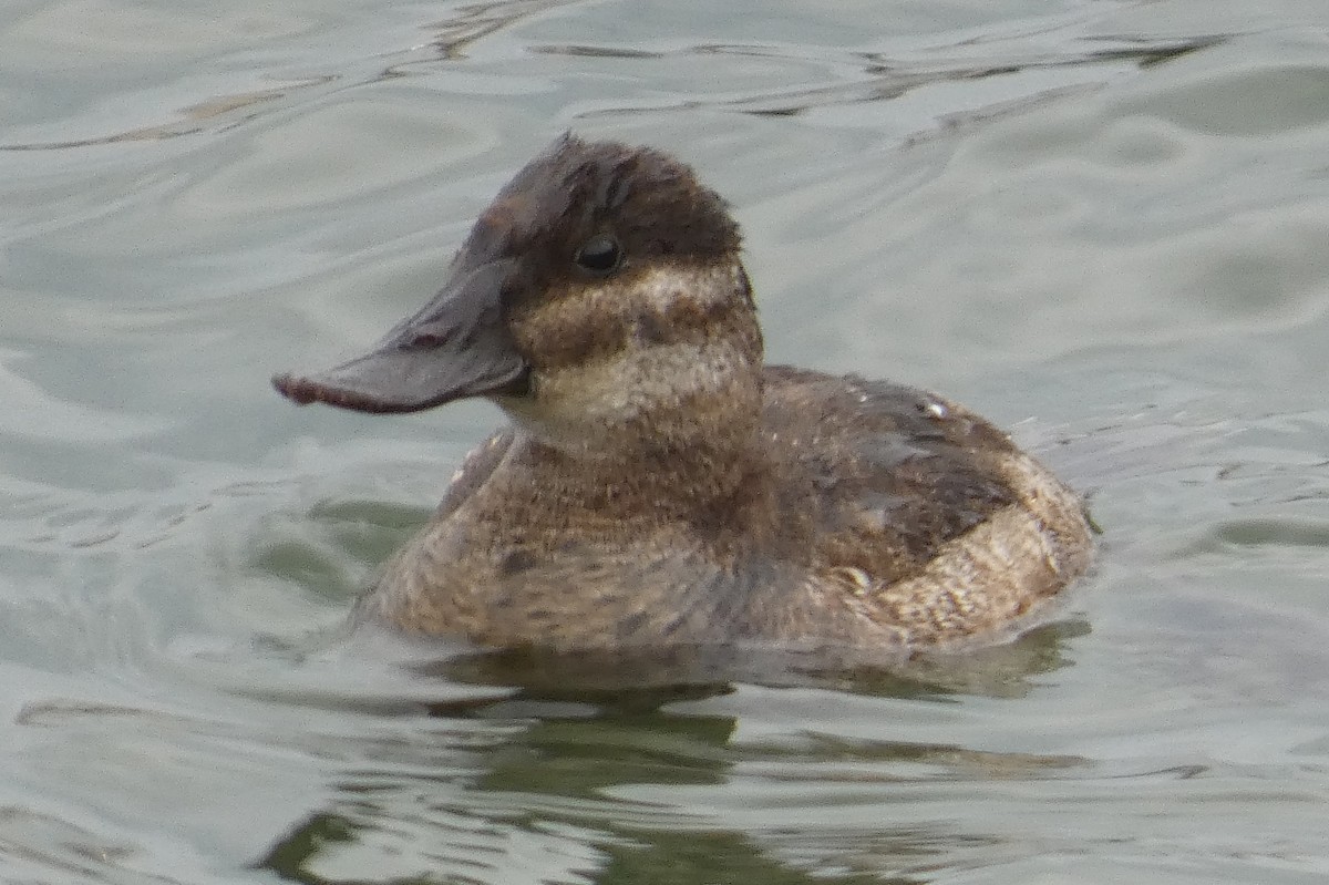 Ruddy Duck - ML519932531