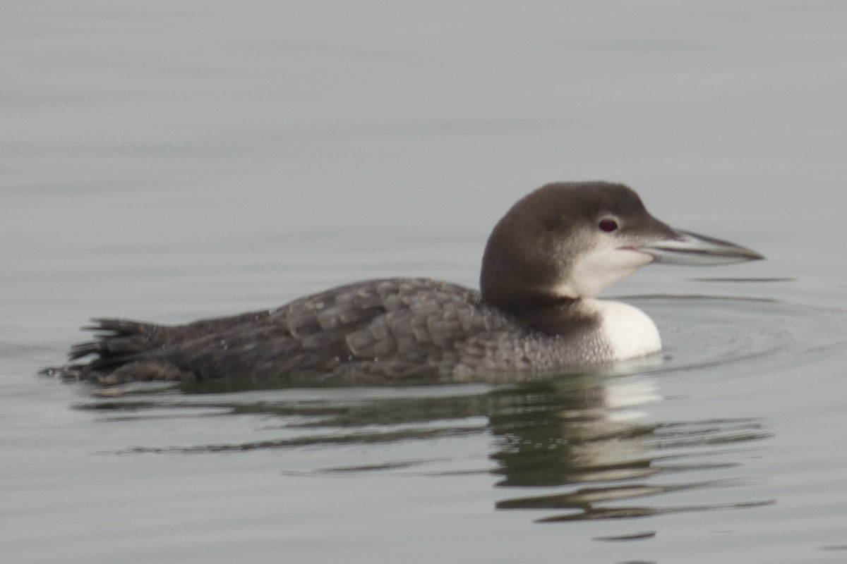 Common Loon - ML519932651