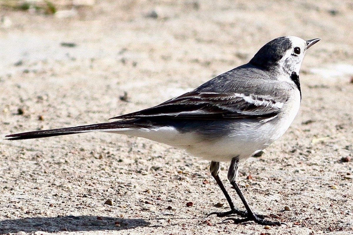 White Wagtail - ML519932941