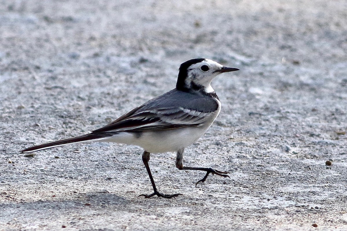 White Wagtail - ML519932951