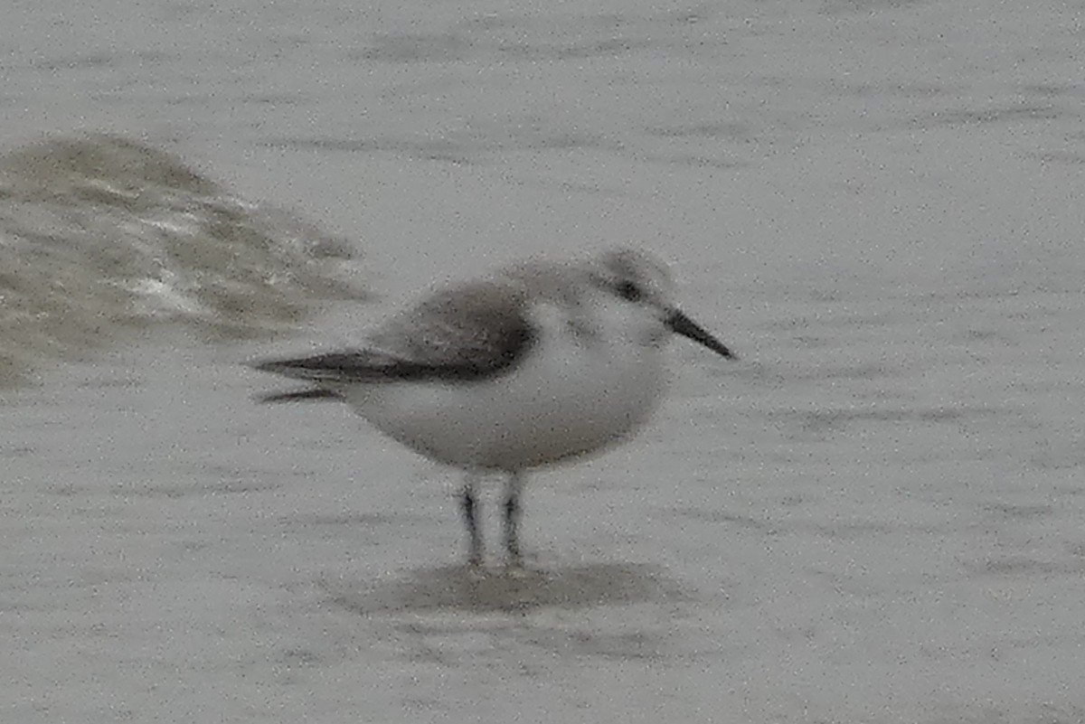 Sanderling - Anonymous