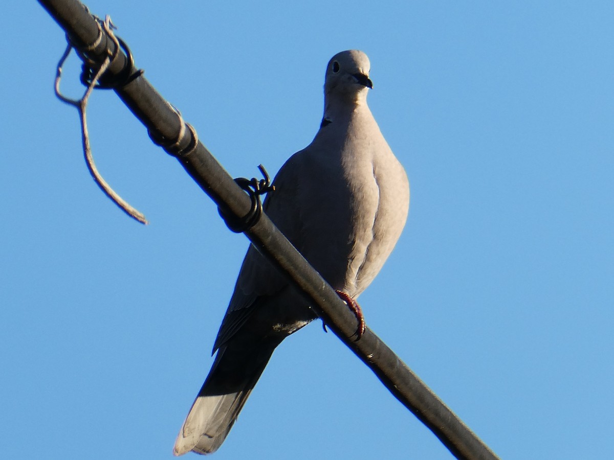 Eurasian Collared-Dove - ML519933691