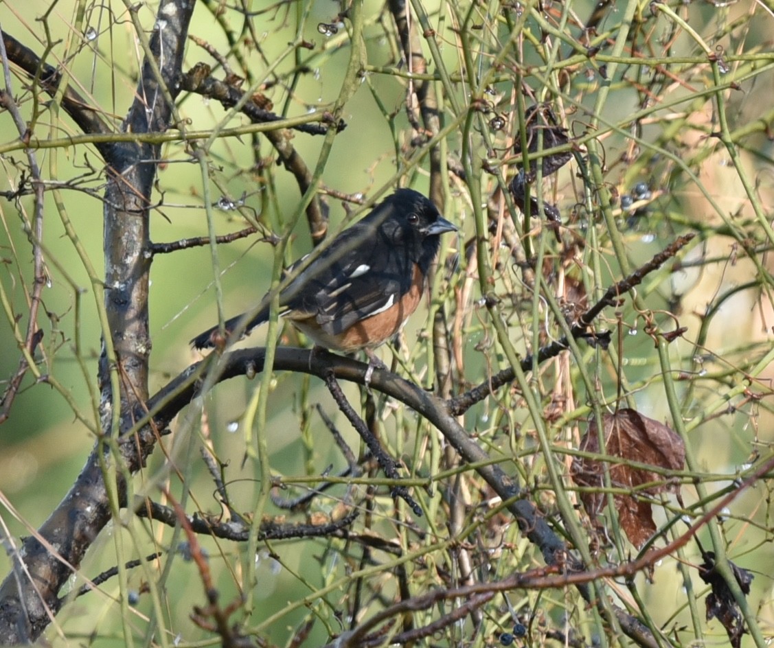 Eastern Towhee - ML519934281