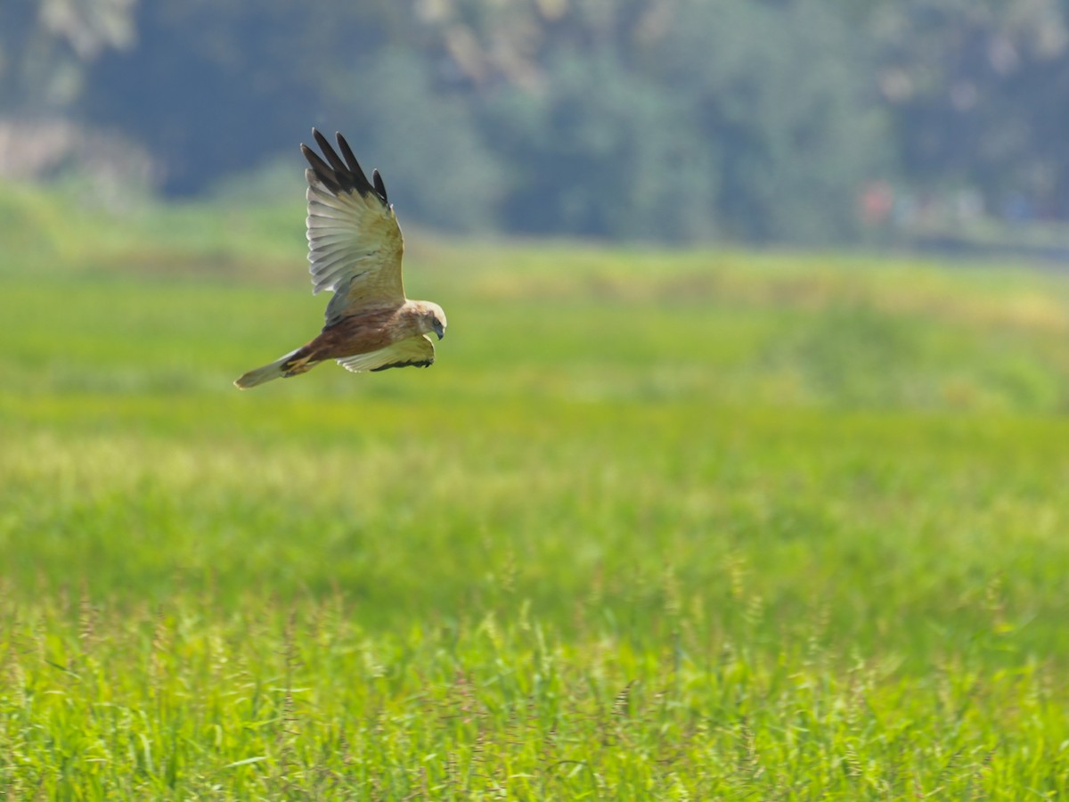 Western Marsh Harrier - ML519935131