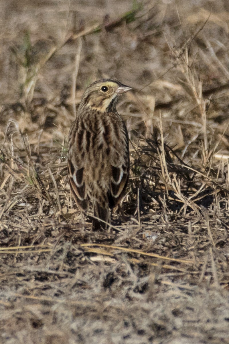 Savannah Sparrow - ML519935151