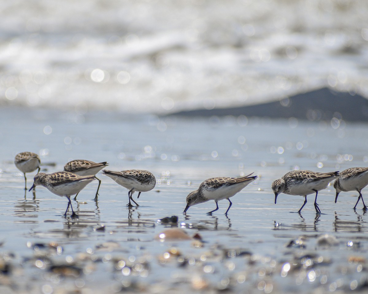 Semipalmated Sandpiper - ML519935511