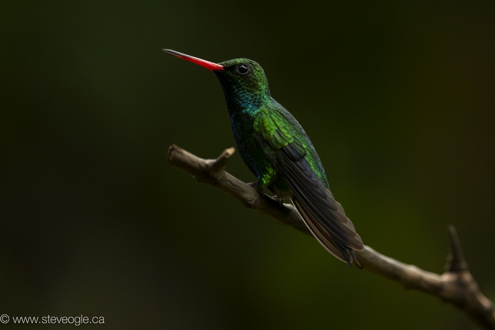 Glittering-bellied Emerald - ML519935531