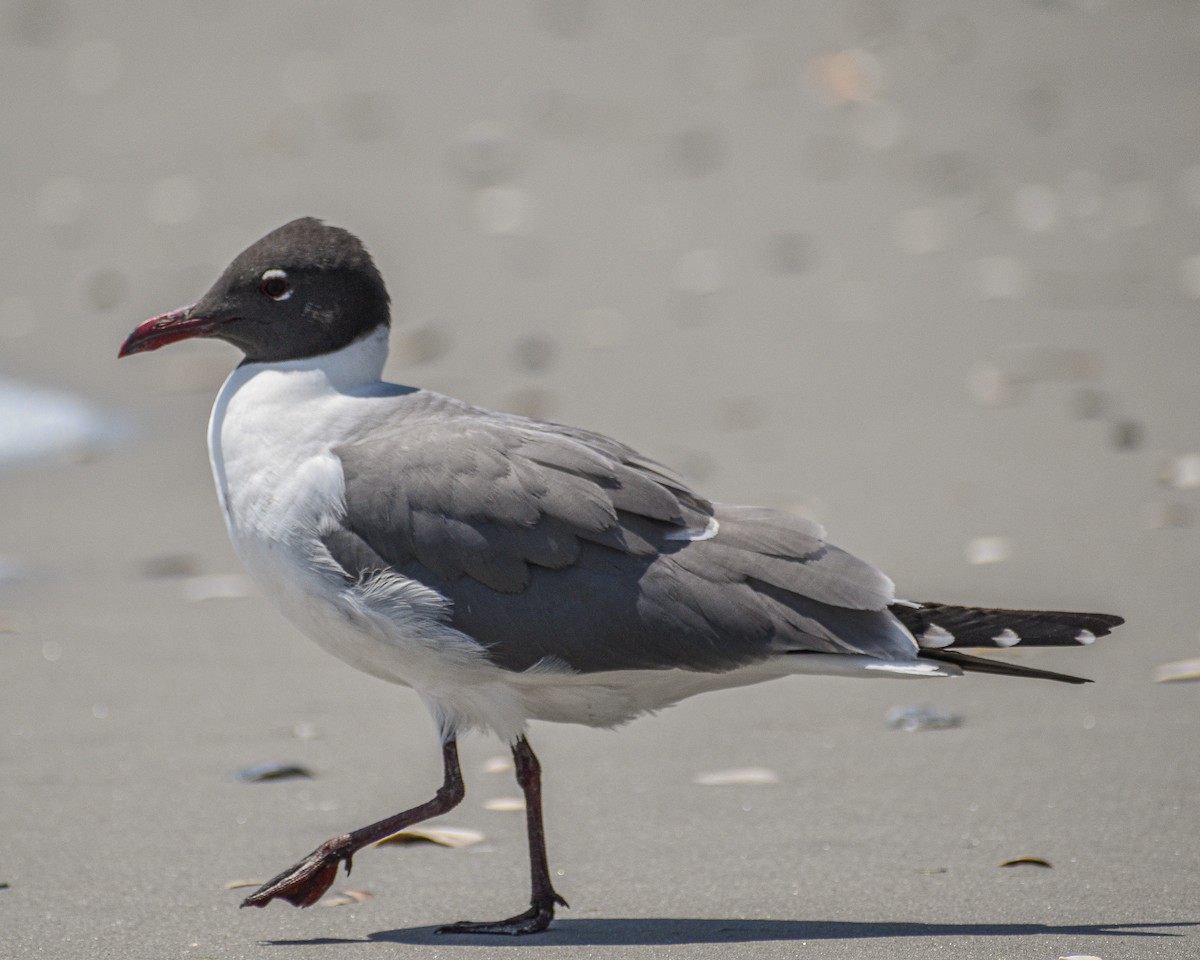 Gaviota Guanaguanare - ML519935581