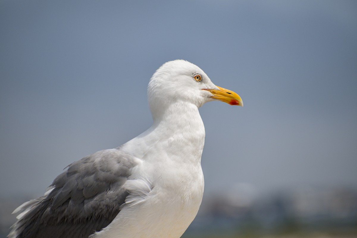 Gaviota Argéntea - ML519935661