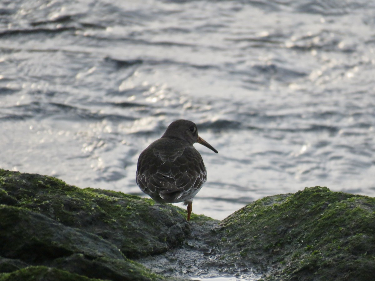 Purple Sandpiper - ML519935851